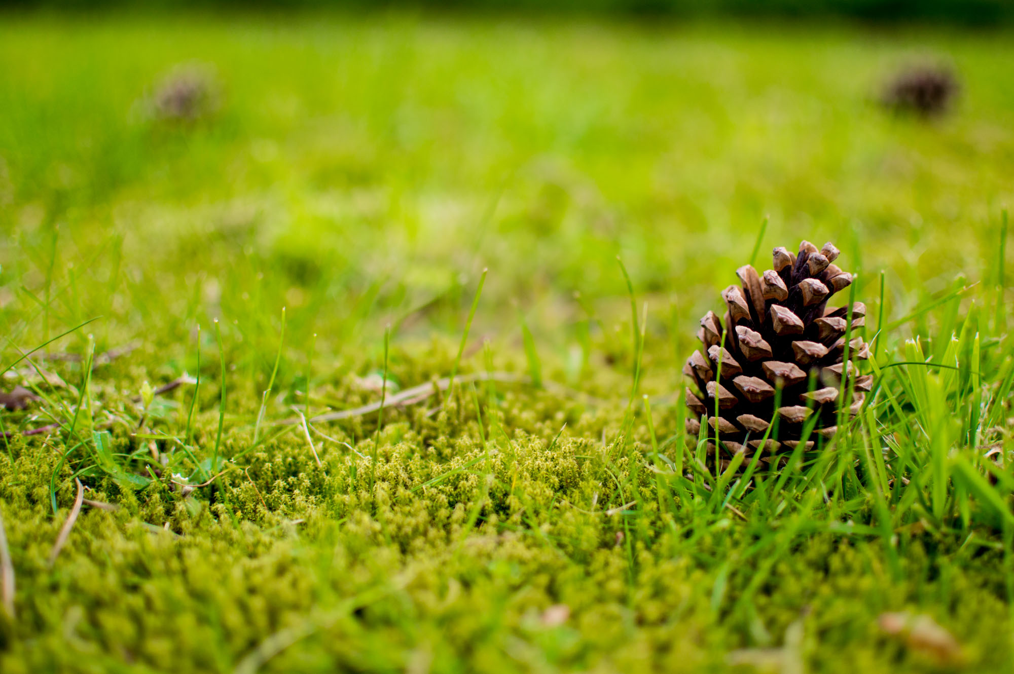 Kienapfel auf sehr grünem Rasen