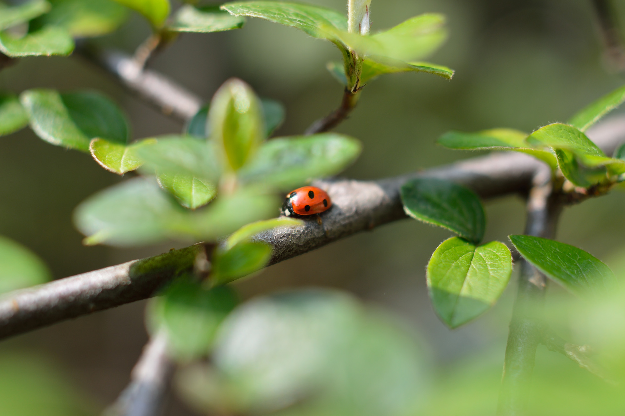Marienkäfer auf Ast